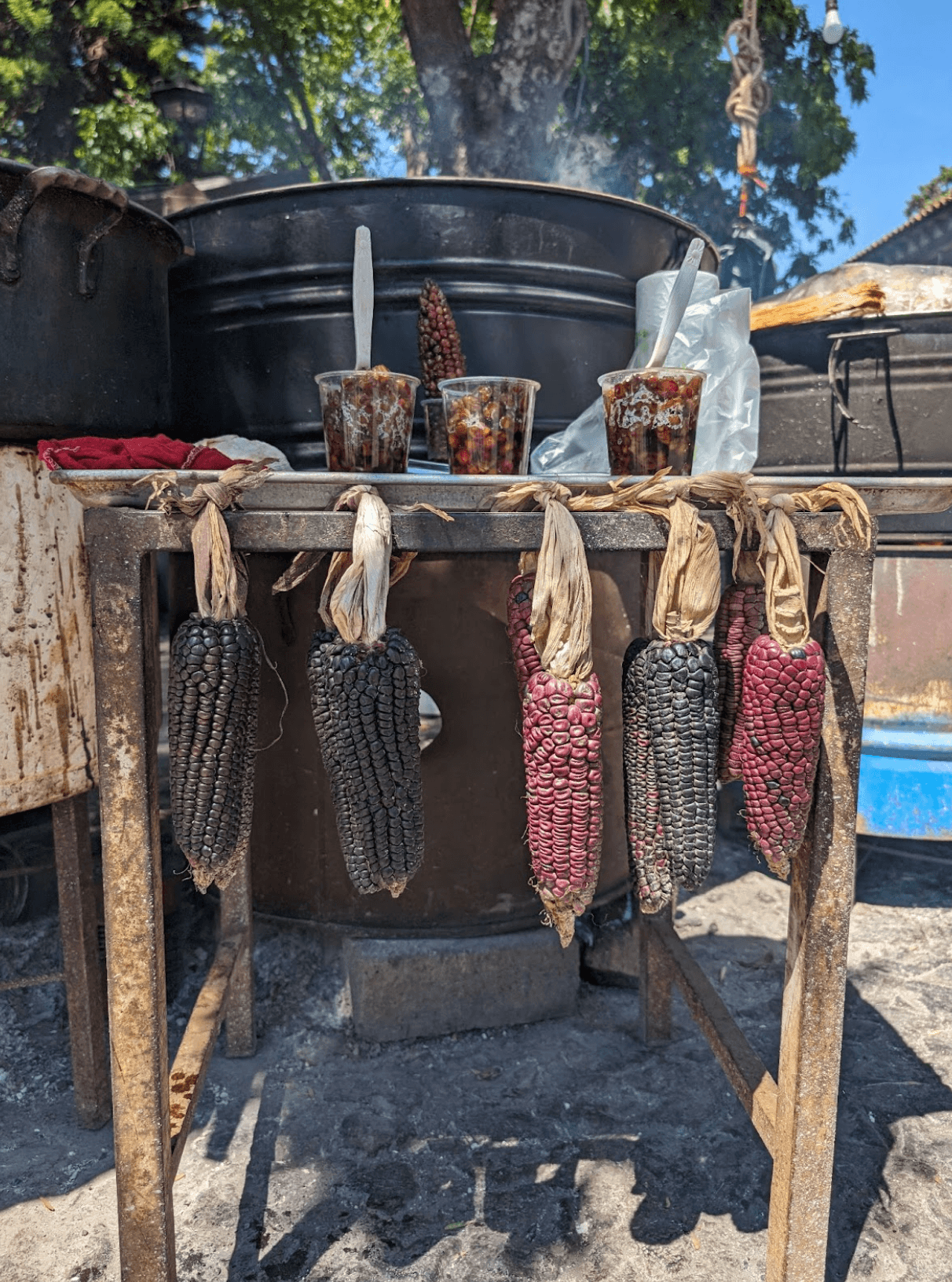 Red and black maize hanging from a metal table while drying next to a large pot.