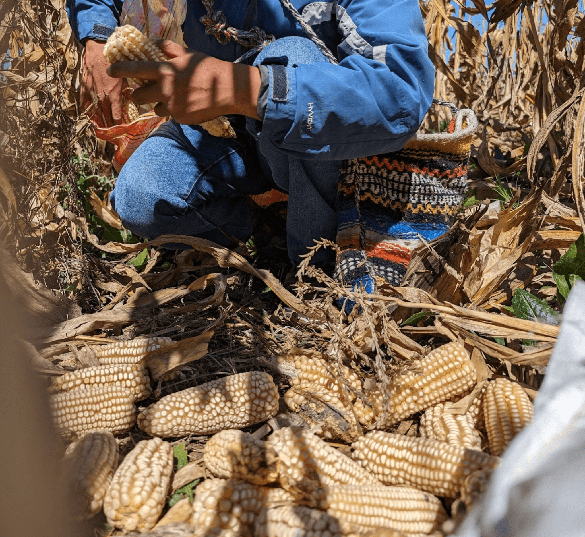 A variety of maize gathered on the ground in a field. A farmer is in the middle of harvesting more.