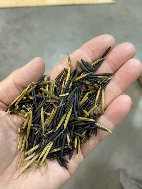 A handful of roasted wild rice tea from Anishinaabe Territory